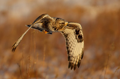 rough legged hawk sundown hunter web.jpg