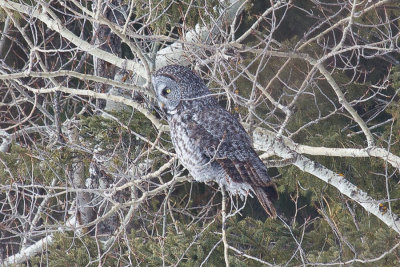 great_grey_owls