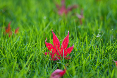 October 26 - Leafy