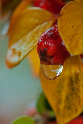 November 04 - Drippy Berry