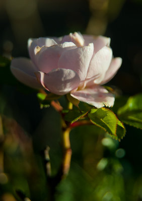 November 10 - Still flowering