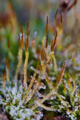 Frosty moss too