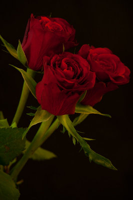 15 January - Red Roses
