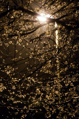 08 March - Goodnight Blossom