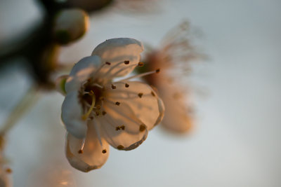 18 March - Evening Blossom