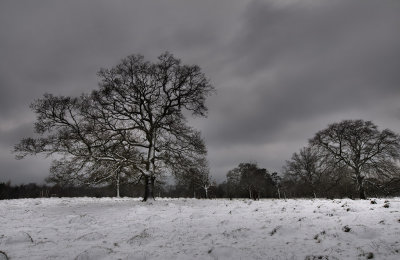 Crickley Trees