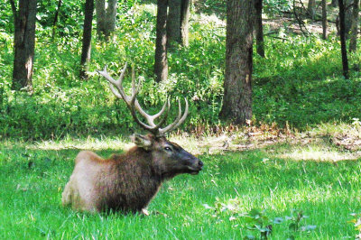  Wildlife in Lone Elk Park