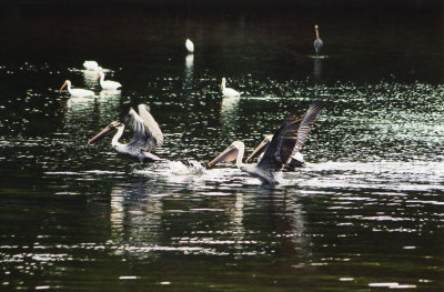 Pelicans img019.jpg