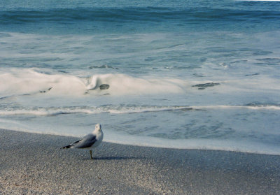 Sanibel and Environs