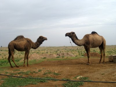Camel Family :)