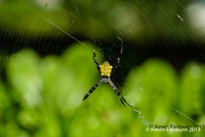 Argiope Appensa Spider (1 of 1).jpg