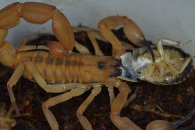 Babycurus jacksoni