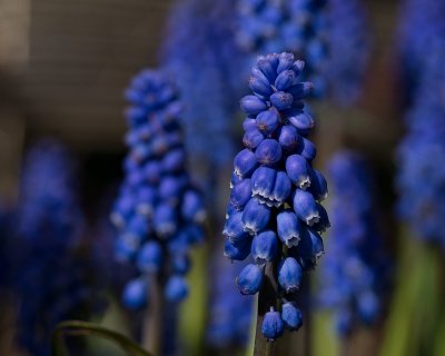 Hyacinth4.jpg