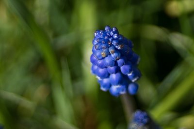 Hyacinth8.jpg