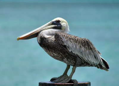 pelican1.jpg