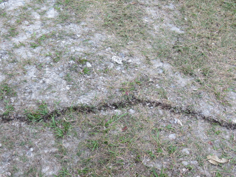 Army Ants on Parade