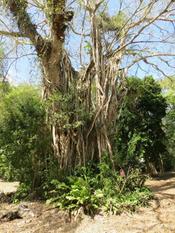 Strangler Fig