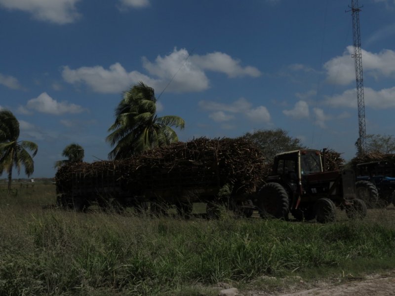 Sugarcane