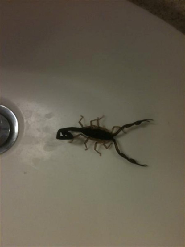 Scorpion