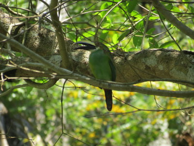 Emerald Toucan
