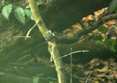 Pygmy Kingfisher at the River