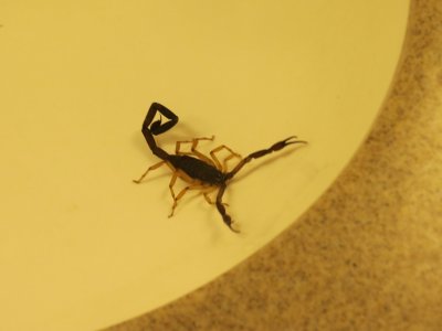 Scorpion in Our Sink