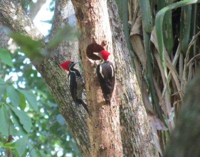 Lineated Woodpeckers at Nest Hole