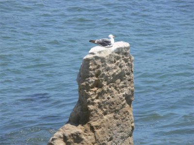 Western Gull