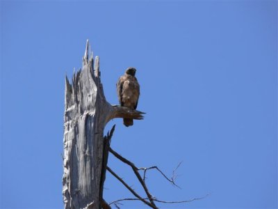 Red-tailed Hawk at Lighthouse Field