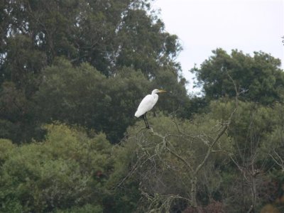 Great Egret