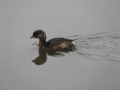 Young Pied-billed Grebe at Neary