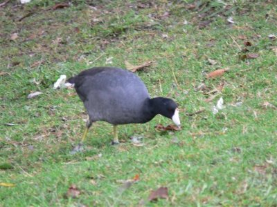 American Coot