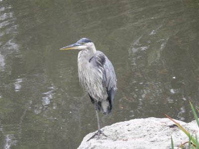 Great Blue Heron