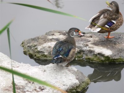 Wood Duck and Mallard