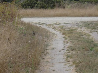 California Quails (look hard)