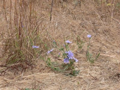 Cornflowers at Elkhorn Slough