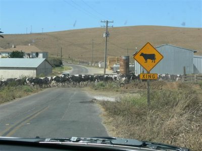 Cattle Crossing