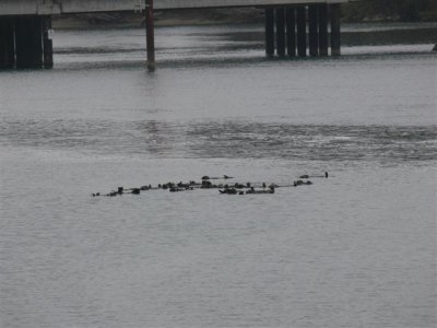 Otters at Moss Landing