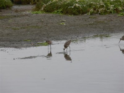 Marbled Godwits