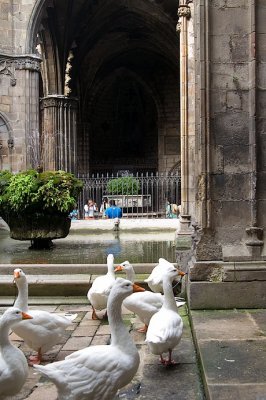 geese