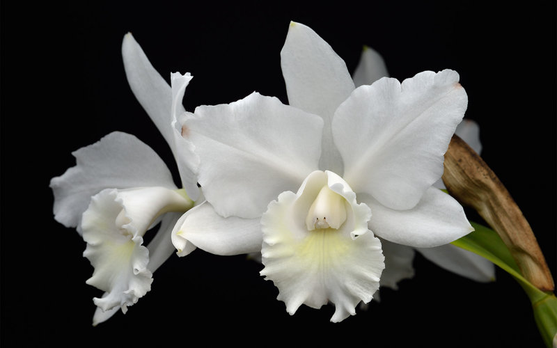 Cattleya Hawaiian Wedding Song Photo Bryan Ramsay Photos At