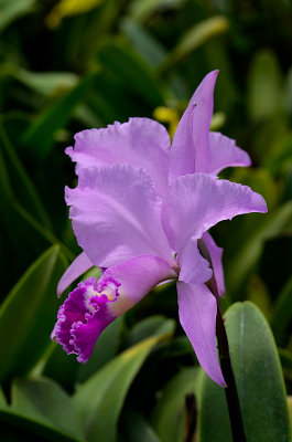 Cattleya trianaei