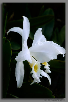 Cattleya gaskelliana