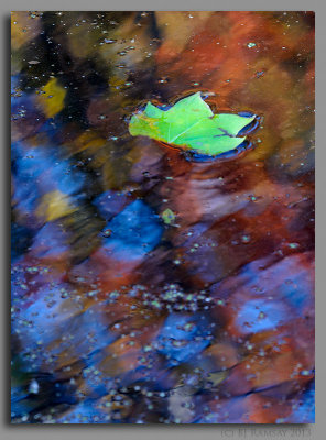 Reflections on a Leaf