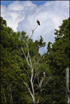 The Osprey Tree