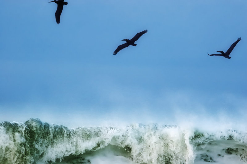 sailingbirds