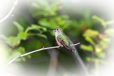 Broad Tailed Hummingbird