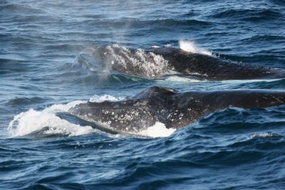 Whale_5.JPG