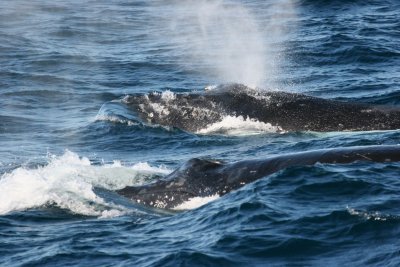 Whale_6.JPG