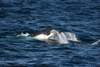 Whale_01.JPG
